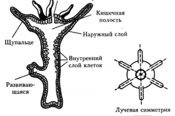 Кракен площадка торговая что это